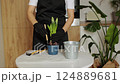 Spring houseplant care. Unrecognised woman in gardening gloves transplants hyacinths with gardening tools in new pot at home kitchen. Annual flower repotting. Seasonal work with plants indoors. 124889681