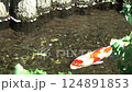錦鯉在野比留川游泳 錦鯉在野比留川游泳 124891853