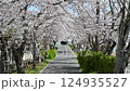 一排櫻桃樹和人行道的景觀 124935527