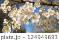 Blooming flowers white cherry in spring on blue sky outdoors in park, garden. 124949693
