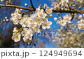 Blooming flowers white cherry in spring on blue sky outdoors in park, garden. 124949694