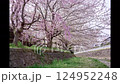 Time-lapse photography of cherry blossoms falling 124952248