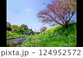 Time-lapse photography of cherry blossoms falling 124952572