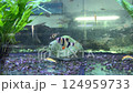 Close-up of Small Black-Stripped Tropical Fish in Aquarium 124959733