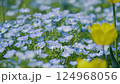 ネモフィラとチューリップ2 124968056