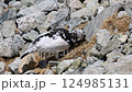 一隻身披冬衣的雷鳥出現在健行步道上 124985131