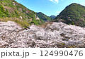 ドローンによる空撮、山桜の絨毯の上へ飛んでみた 124990476