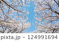 Sakura background Somei Yoshino 124991694