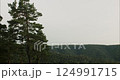 Majestic pine tree overlooking serene mountain valley 124991715