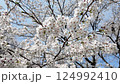 Cherry background 124992410