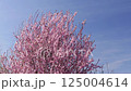 Plum tree with flowers blooming 125004614