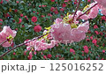 満開の八重桜と春ツバキ 125016252