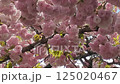 風に揺れる満開の八重桜 125020467