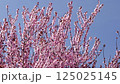 Plum tree with flowers blooming 125025145
