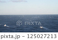 【東京九州フェリーはまゆう　大時化の太平洋】 125027213