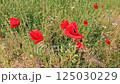 Beautiful red Poppies and other herbs 125030229
