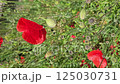 Beautiful bright red Poppy, close-up 125030731