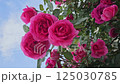 Rose bush in Bulgaria with bright crimson flowers, branch with beautiful crimson roses, close-up 125030785