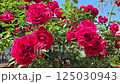 Blooming rose bush with many beautiful dark crimson flowers, close-up  125030943