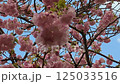風に揺れる満開の八重桜 125033516