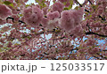 風に揺れる満開の八重桜 125033517