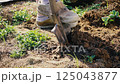 Woman gardener digs hole with shovel. Farmer is planting plants in garden. Gardening, agriculture and sustainable living. 125043877