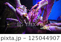 Large crab underwater in marine habitat in aquarium setting. 125044907