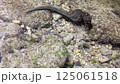 Seahorse 125061518
