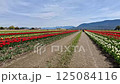 Walking through tulip fields (facing south) Abbotsford, British Columbia, Canada Walking through tulip fields (facing south) Abbotsford, British Columbia, Canada 125084116