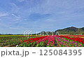 Tulip fields viewed from a swing, Abbotsford, British Columbia, Canada Tulip fields viewed from a swing, Abbotsford, British Columbia, Canada 125084395