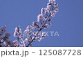 櫻花盛開 櫻花盛開 125087728
