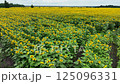 field of blooming sunflowers aerial view 125096331