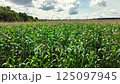 corn field in active pollination phase 125097945