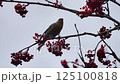 Female Pine Grosbeak Feeds on Rowan Berries in Swden, Tracking Shot 125100818