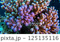 coral reef, vibrant colors, ocean floor 125135116
