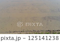 Rice field before planting (April) 125141238