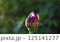 time-lapse, spring flower, flower bud 125141277