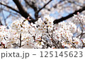 Cherry Blossom	 125145623