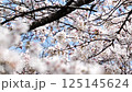 Cherry Blossom	 125145624