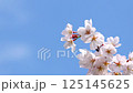 Cherry Blossom	 125145625