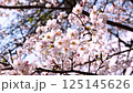 Cherry Blossom	 125145626