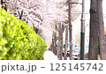 cherry blossom leaves fly in the wind on the street 125145742