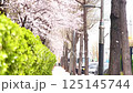 cherry blossom leaves fly in the wind on the street 125145744