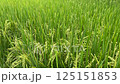 Close-up view of a vibrant green rice field with ripening grains swaying gently in the wind 125151853