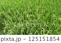 Close-up view of a vibrant green rice field with ripening grains swaying gently in the wind 125151854