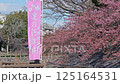 河津櫻花 125164531