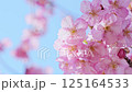 河津櫻花 125164533