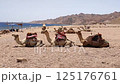 Group of camels with saddles lying on sandy beach near the sea, rugged mountains and clear sky in the background create a serene travel scene 125176761