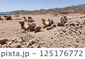 Group of camels lying on sunlit arid landscape with colorful saddles, rocky ground, and rugged mountain range under clear blue sky near the sea 125176772