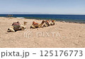 Group of camels resting on a hot desert beach near the shoreline, equipped with colorful saddles, under bright sun with calm waves and distant mountains 125176773